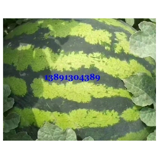 陜西大棚金城5西瓜產(chǎn)地，陜西長花皮西瓜產(chǎn)地批發(fā)